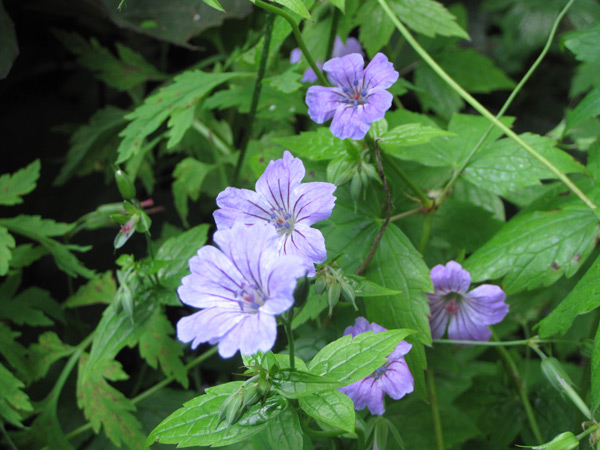 Floraison du Geranium nodosum