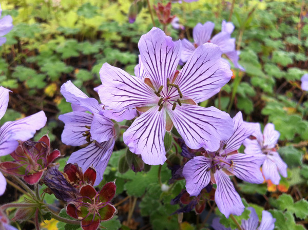 Floraison du Geranium renardii Tcschelda