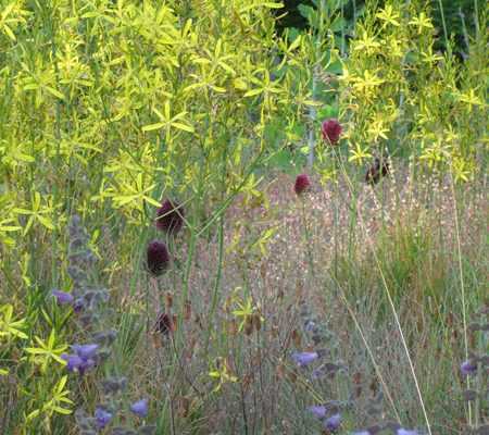 L'Allium sphaerocephalon, un ail d'ornement d'une magnifique discrétion.