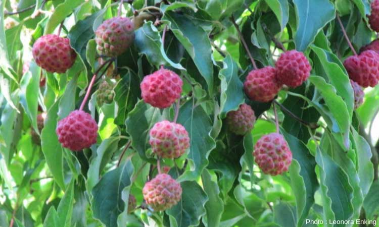 Cornus kousa - fruits décoratifs
