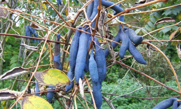 Decaisnea fargesii - Arbre aux haricots bleus