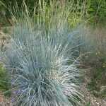 Elymus magellanicus, une bien jolie graminée bleue!