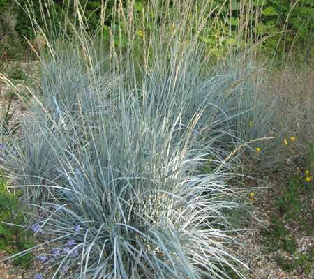 Elymus magellanicus, une bien jolie graminée bleue!
