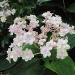 Hydrangea involucrata Yoraku Tama, un hortensia japonais à découvrir.