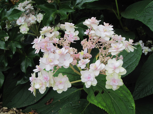 Hydrangea involucrata Yoraku Tama, un hortensia japonais à découvrir.