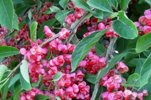 Les meilleurs arbustes d'ornement à fruits décoratifs