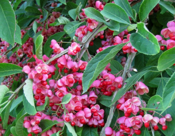 Les meilleurs arbustes d'ornement à fruits décoratifs