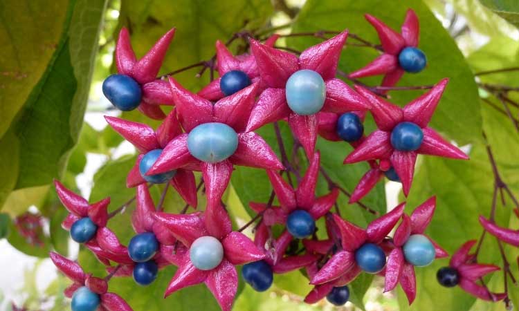 clerodendron - fruits décoratifs