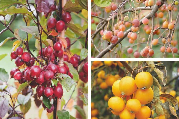 Pommiers d'ornement, des fruits décoratifs