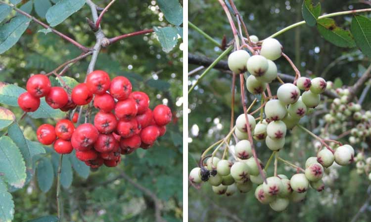 Sorbiers, des fruits décoratifs