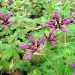 Geranium Catherine Deneuve, une merveille étoilée.