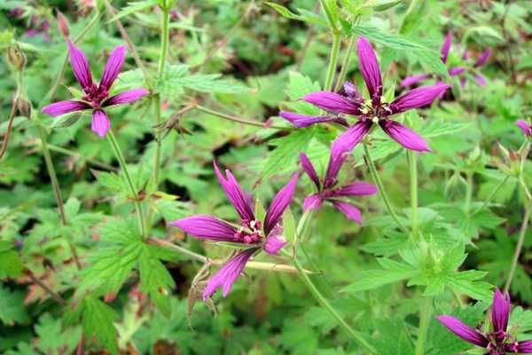 Geranium Catherine Deneuve, une merveille étoilée.