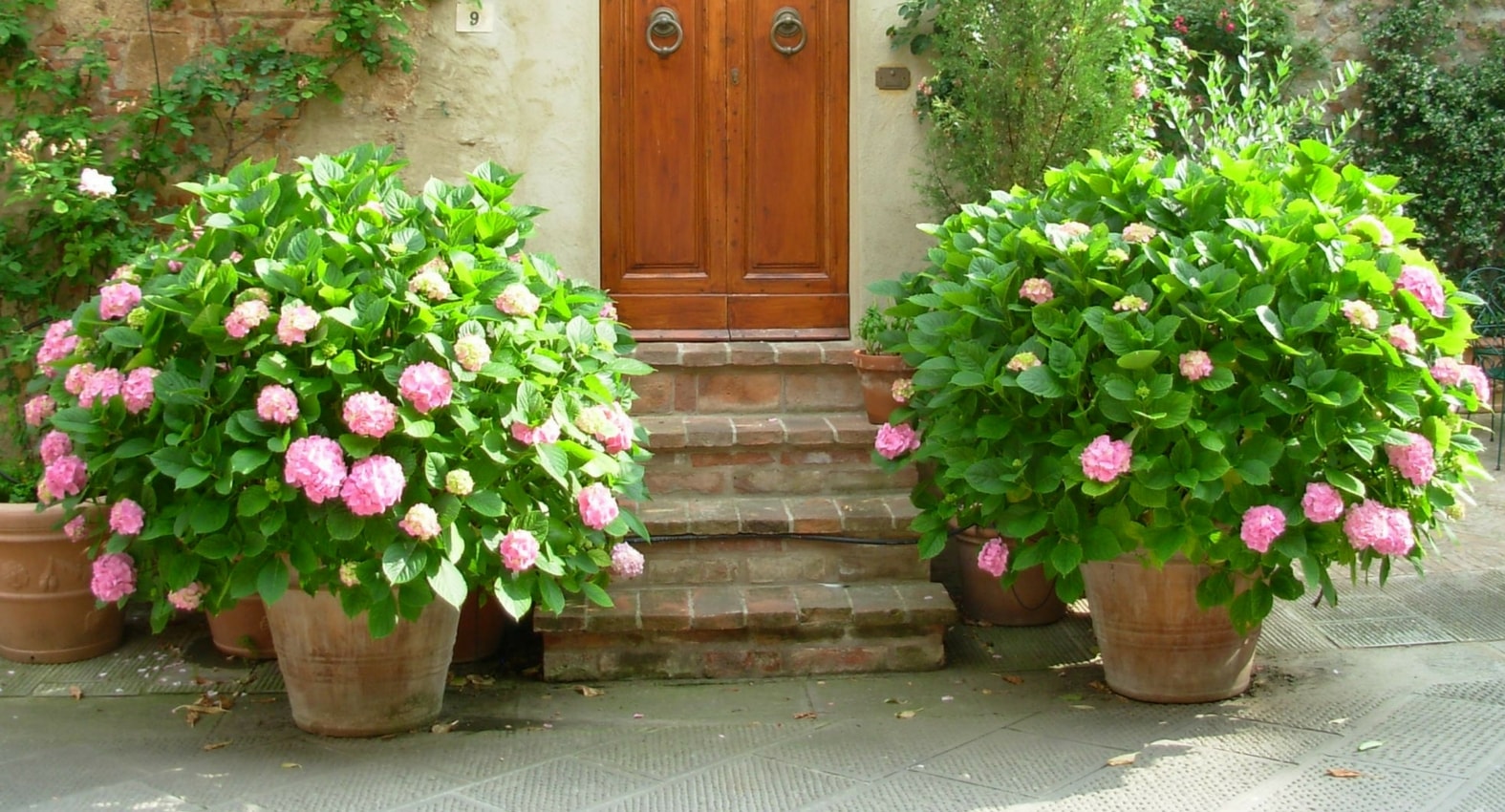 planter un hydrangea en pot