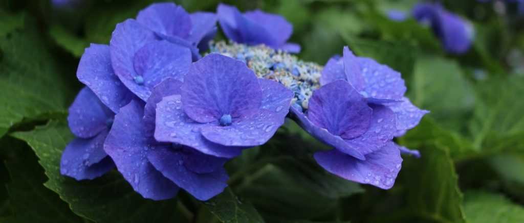 Planter les Hortensias