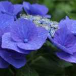 Planter les Hortensias