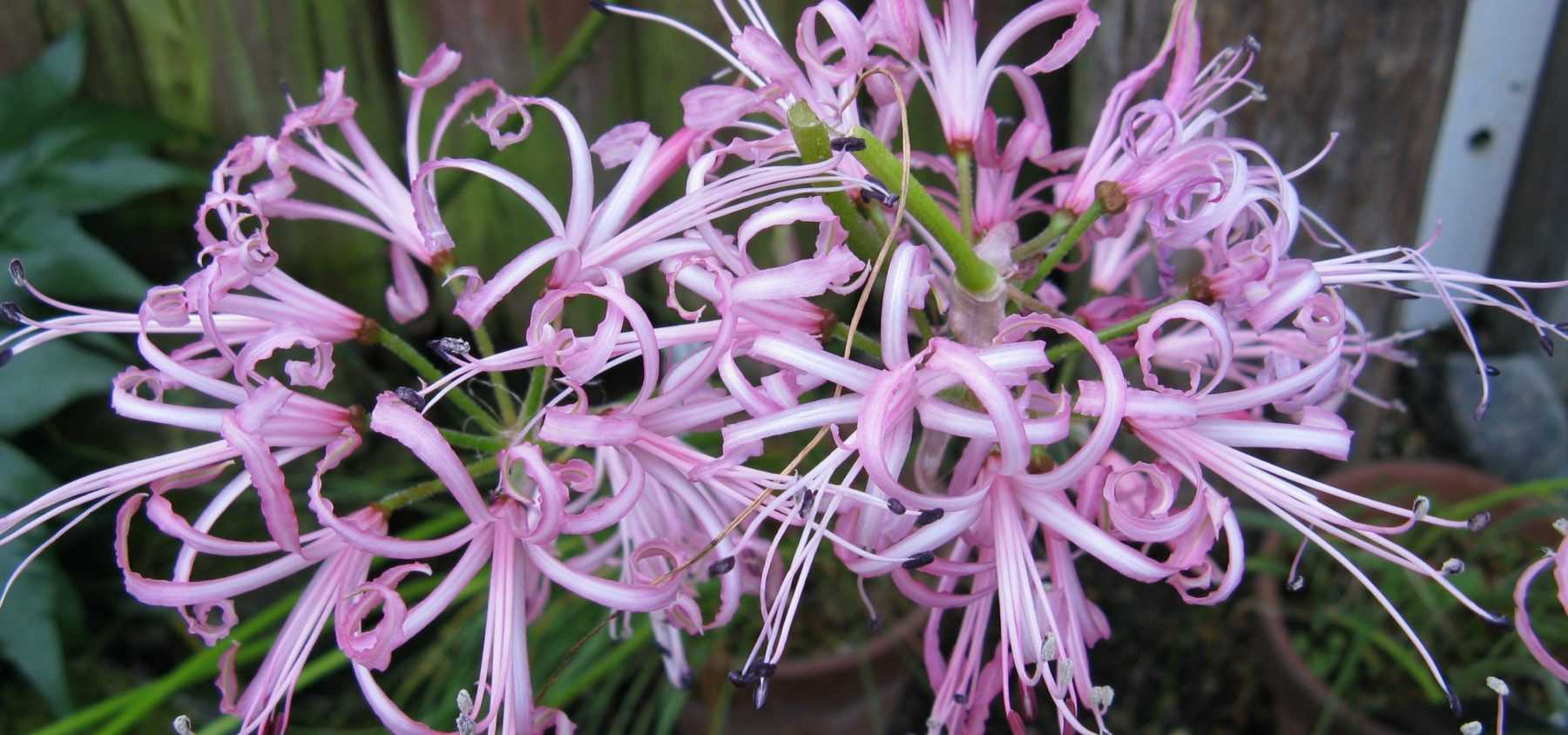 Planter des Nérines