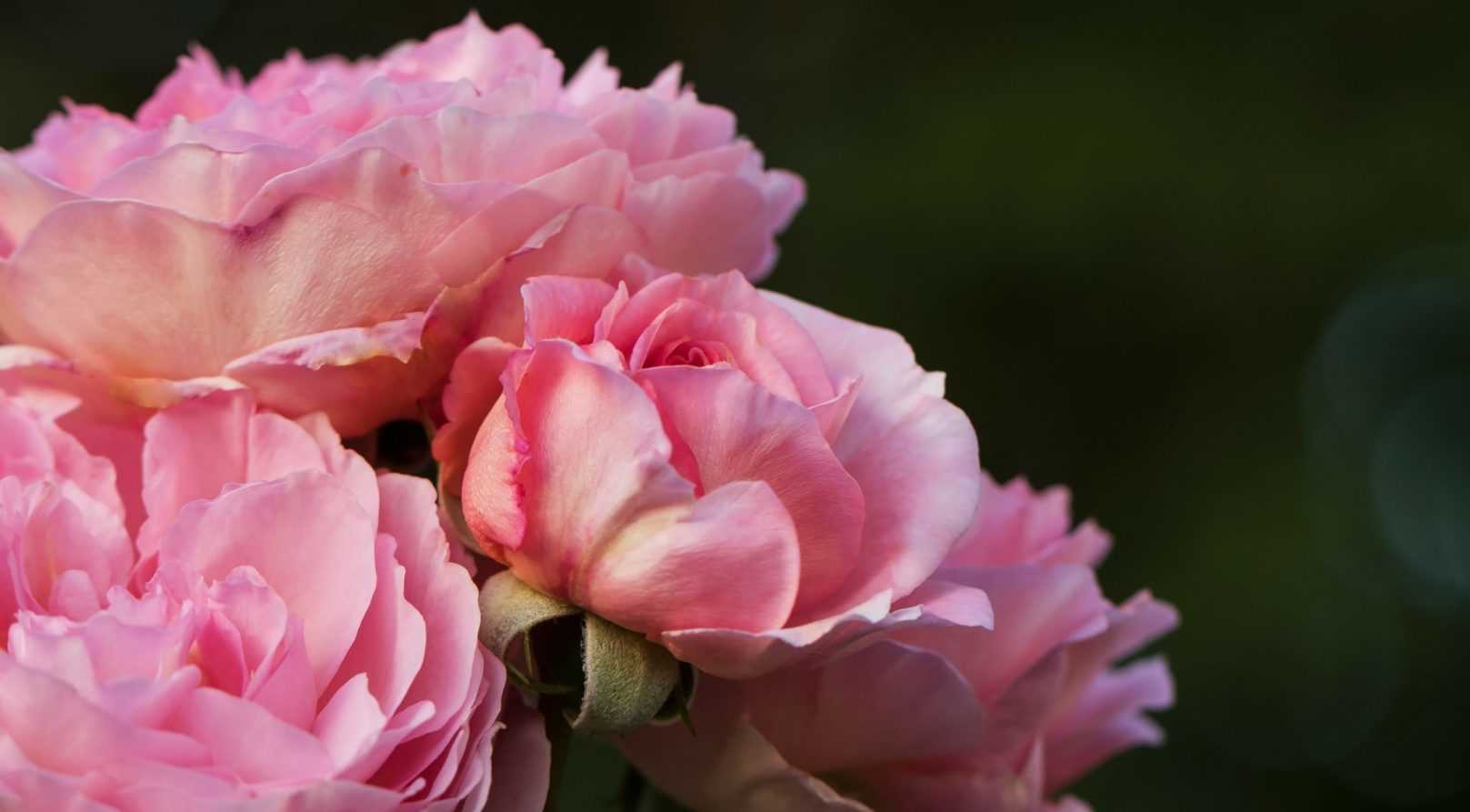 Rosiers : réussir la plantation en pot et en racines nues