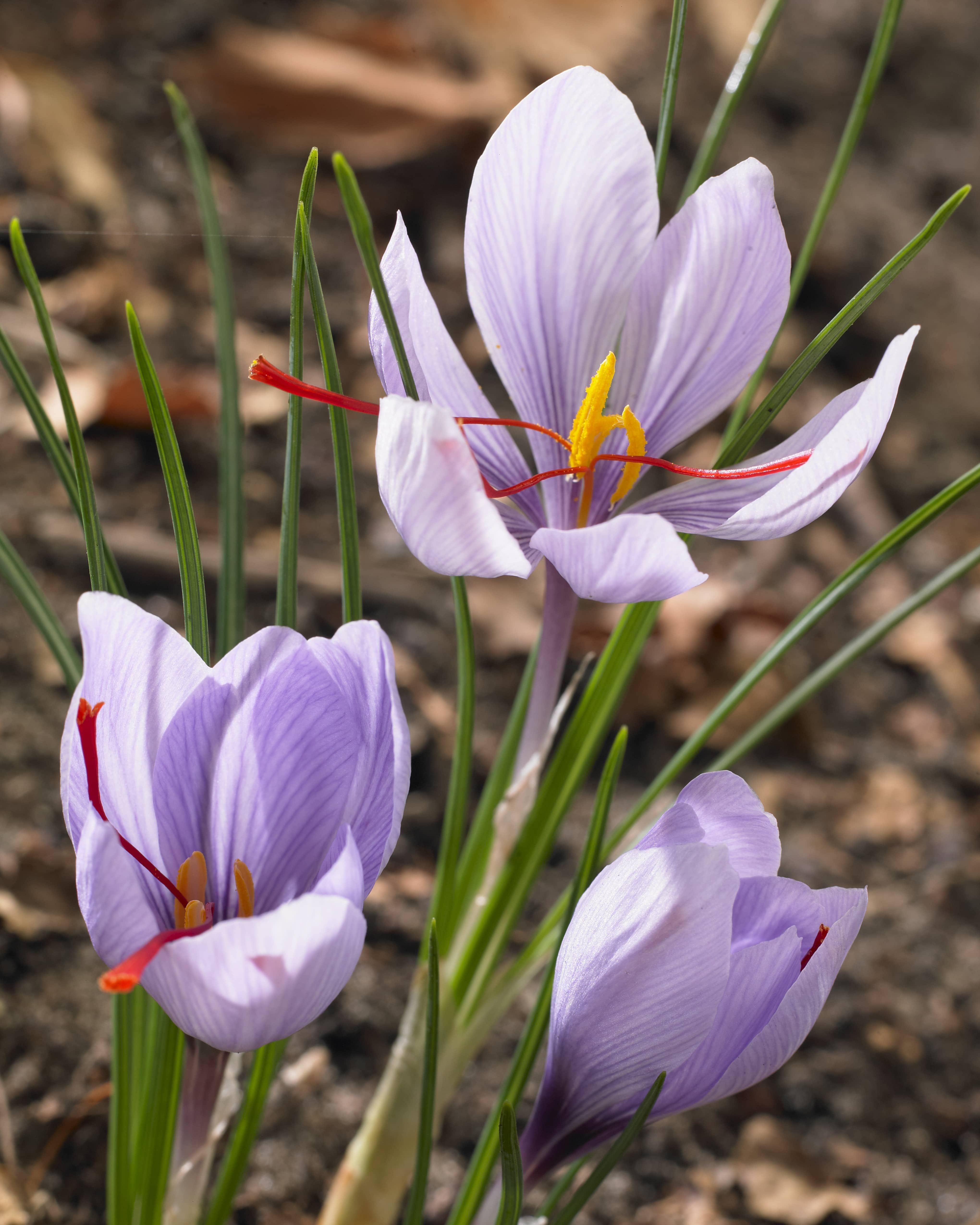 Fleurs de safran ou Crocus sativus