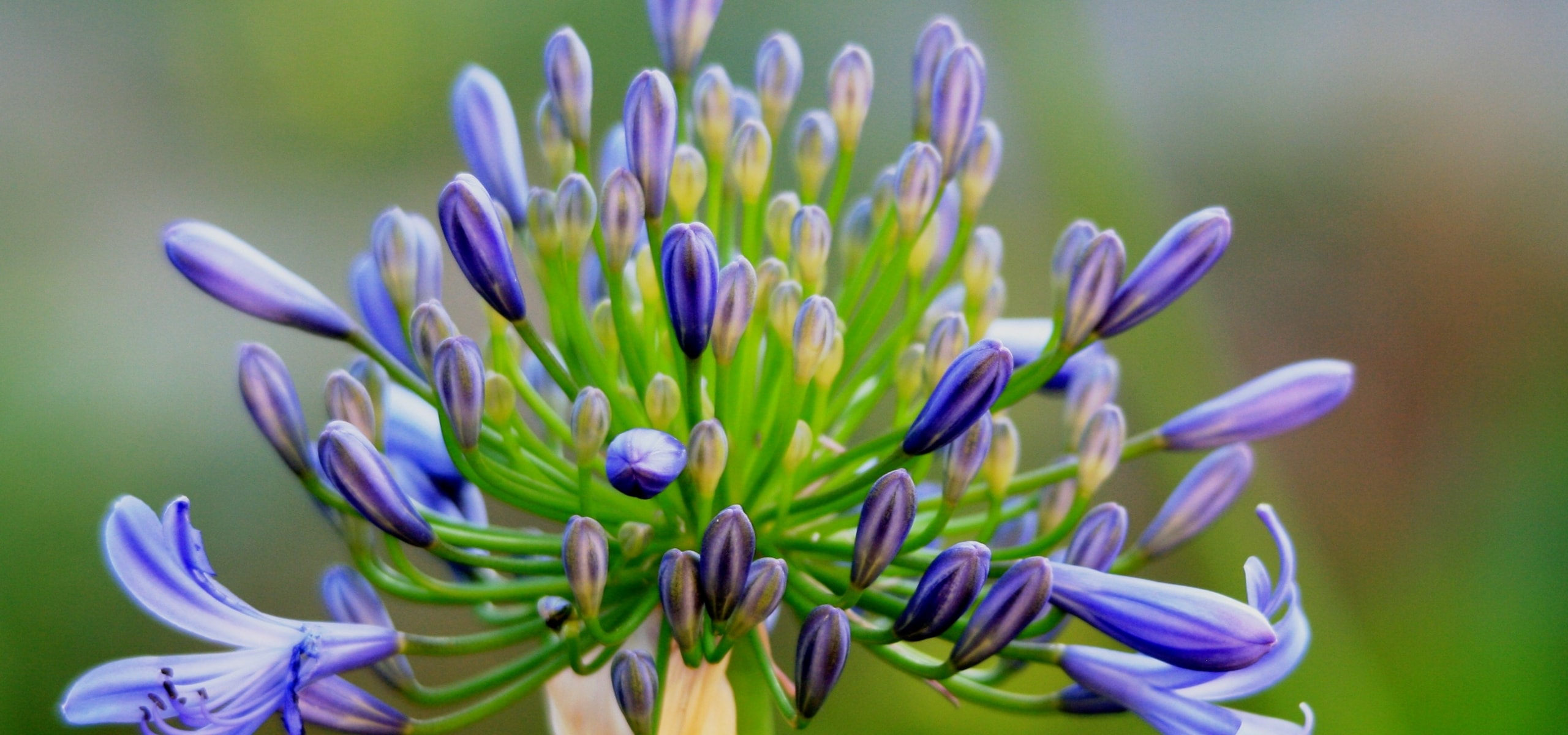 Agapanthes : comment les planter