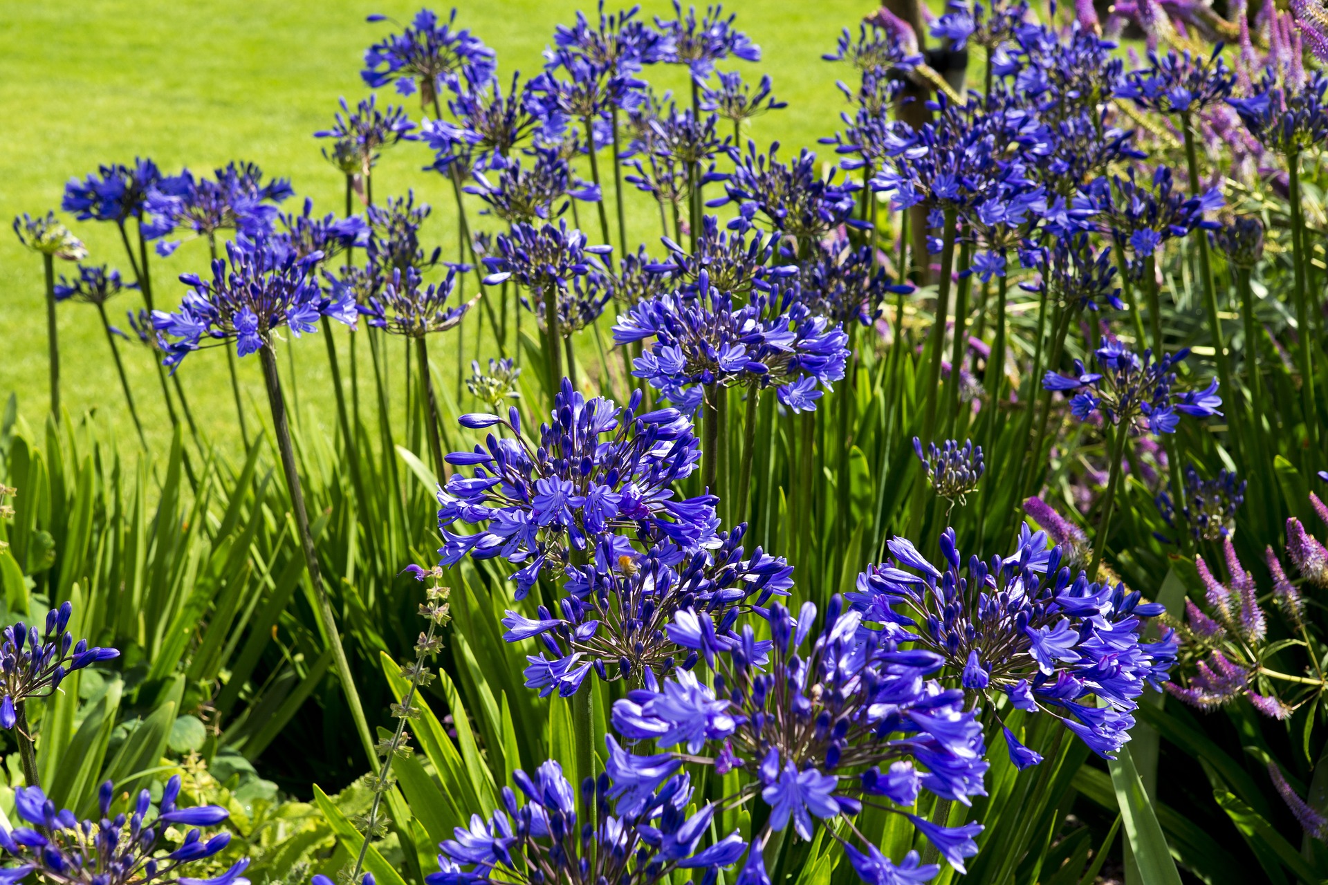 Réussir la culture des agapanthes