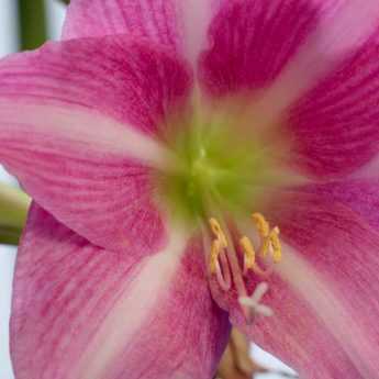 Amaryllis : bien entretenir, faire fleurir et refleurir