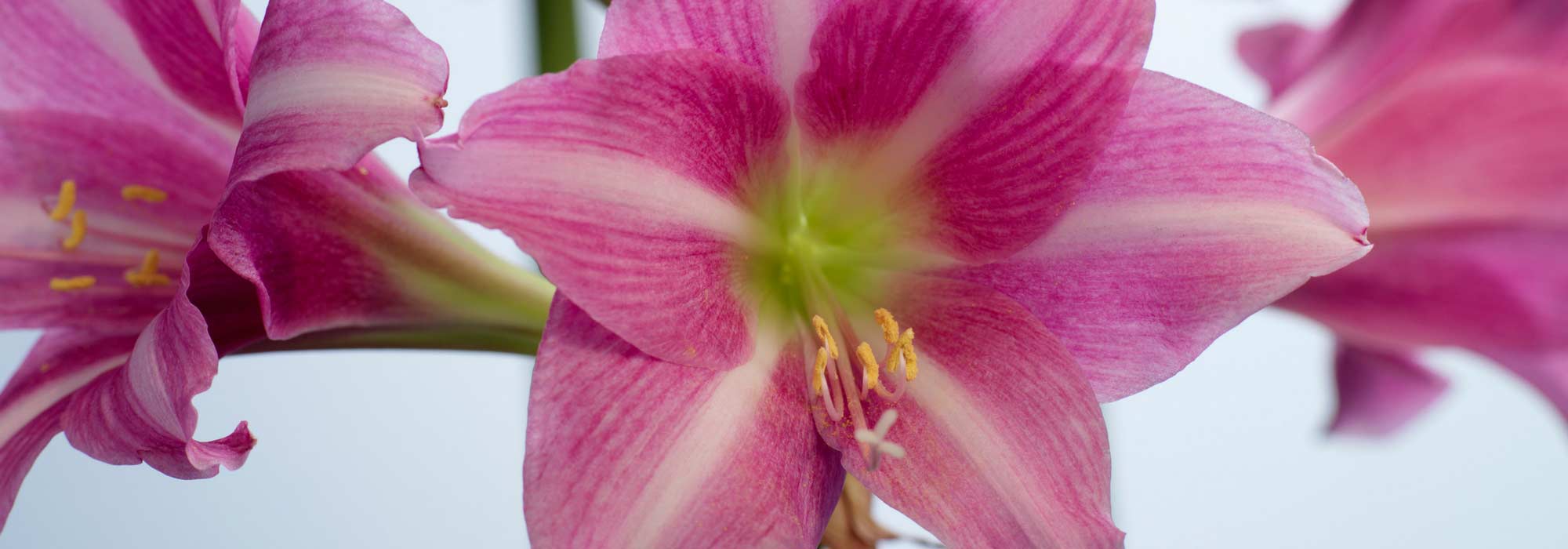 Amaryllis : bien entretenir, faire fleurir et refleurir