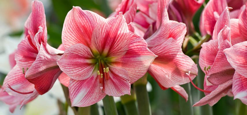 Amaryllis-fleur