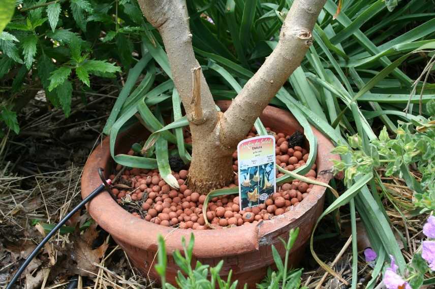 brugmansia en pot