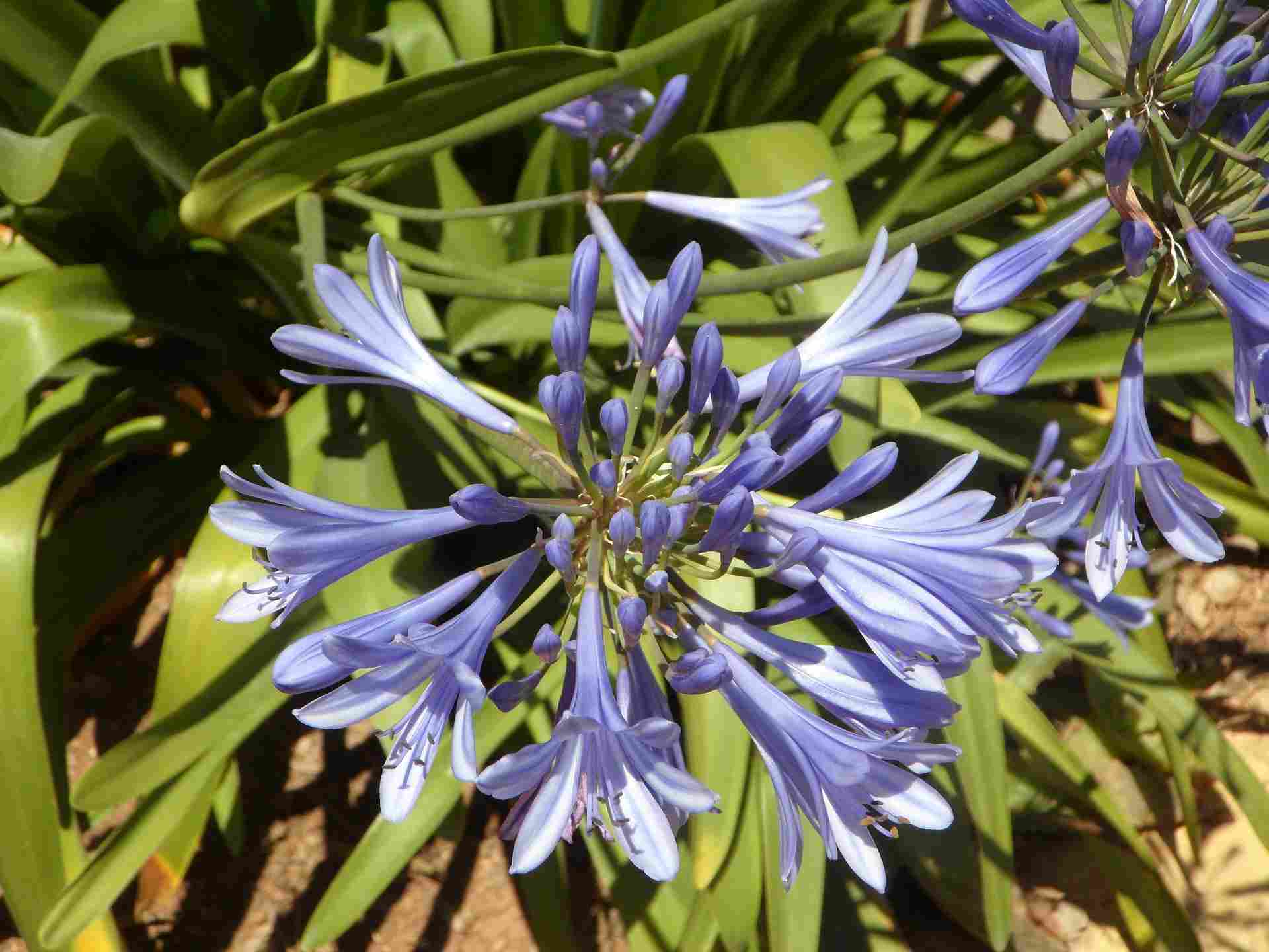 Planter et cultiver les agapanthes
