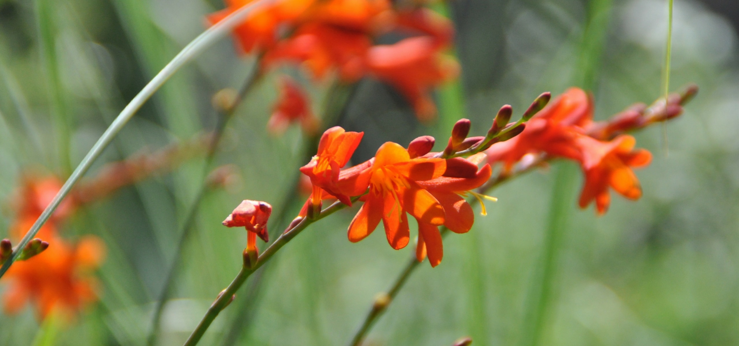 Planter les bulbes rustiques à floraison estivale