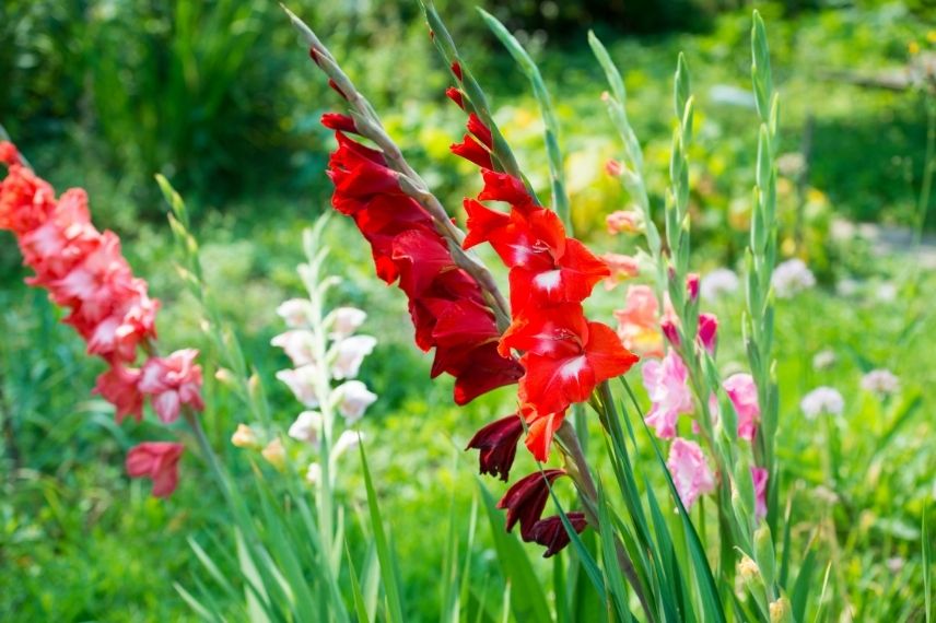 Planter des bulbes à floraison estivale - Promesse de Fleurs