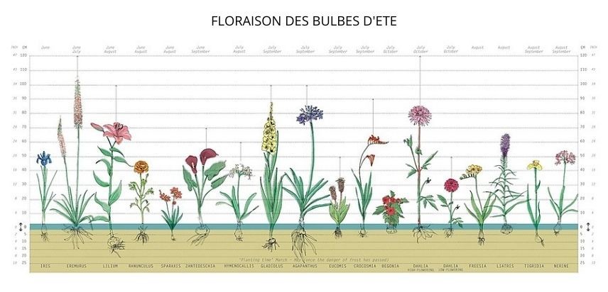 bulbes d'été illustration de la floraison des bulbes d'été