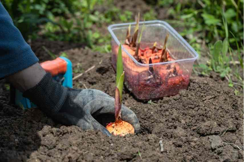 plantation des glaieuls 