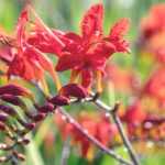 Planter les Crocosmias