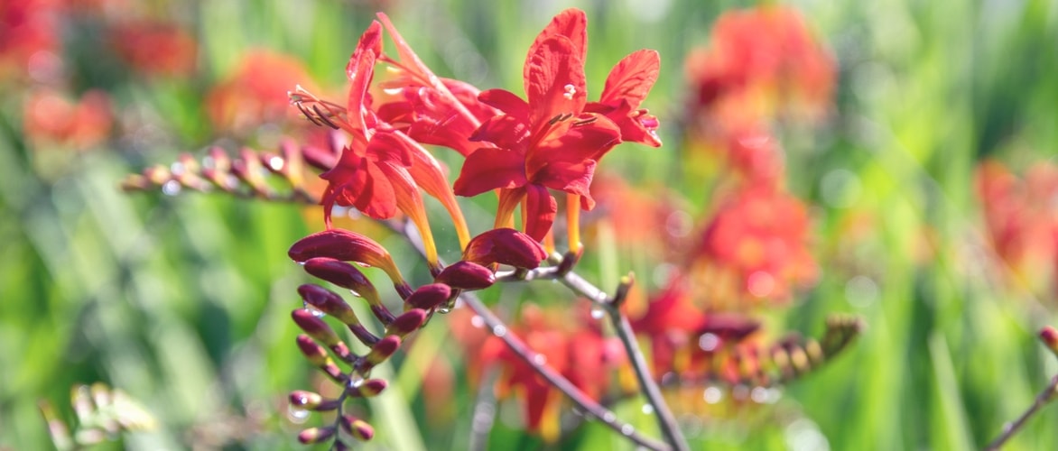 Planter les Crocosmias