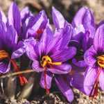 Crocus à Safran  ou crocus sativus : planter, cultiver et récolter votre safran