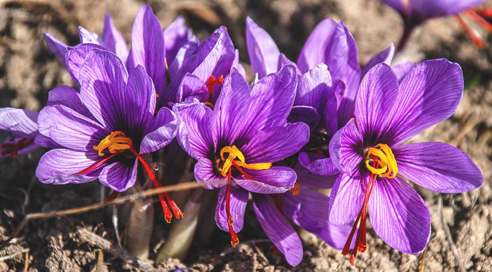 Crocus à Safran  ou crocus sativus : planter, cultiver et récolter votre safran