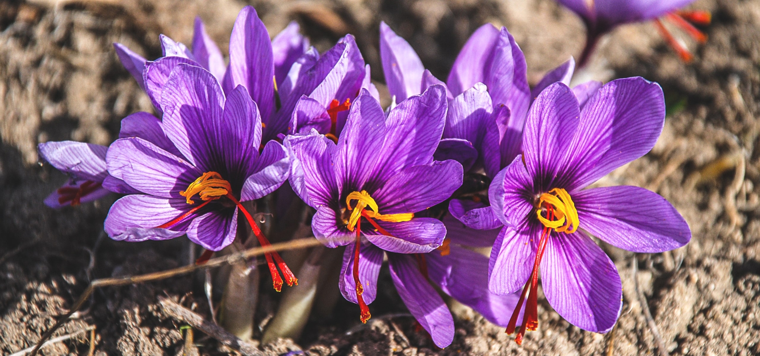 Crocus à Safran  ou crocus sativus : planter, cultiver et récolter votre safran