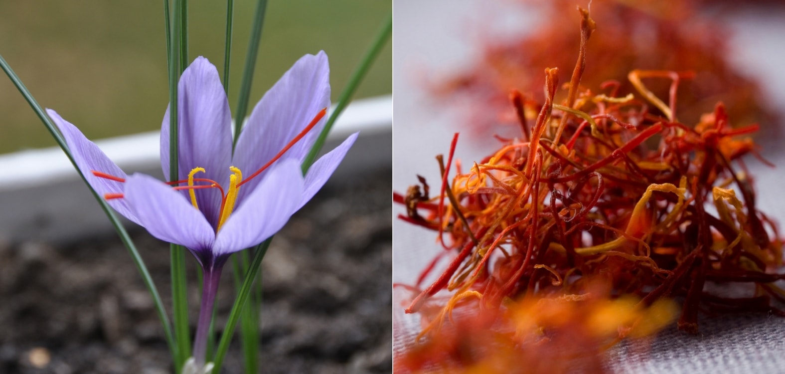 culture du safran ou crocus sativus