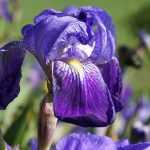 Iris germanica : comment les planter ?