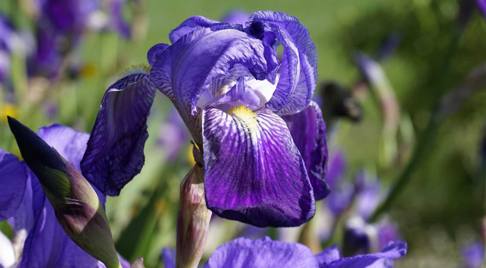 Iris germanica : comment les planter ?