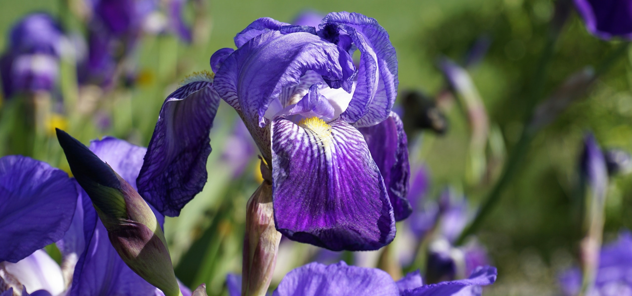 Iris germanica : comment les planter ?