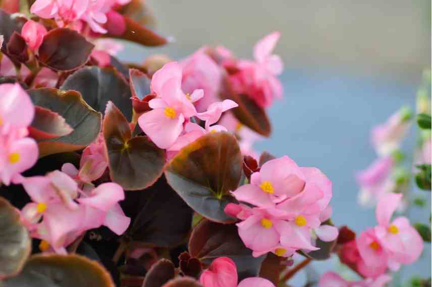 planter begonias quand comment
