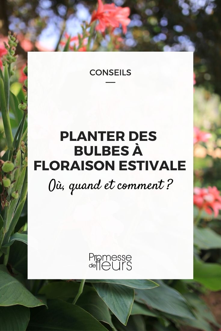 planter des bulbes d'été