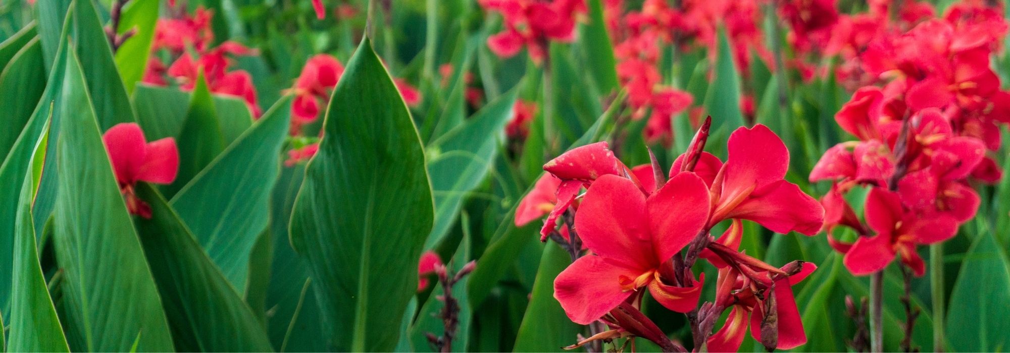 Planter des bulbes à floraison estivale