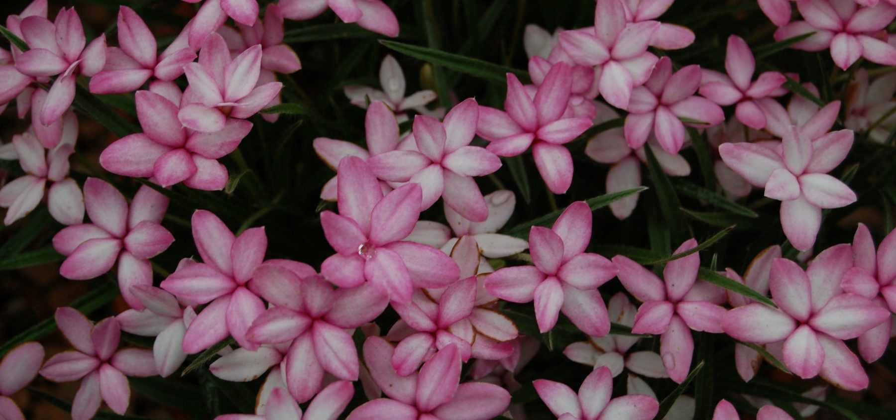 Planter des Rhodohypoxis