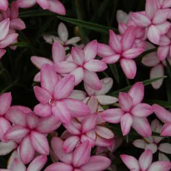 Planter des Rhodohypoxis