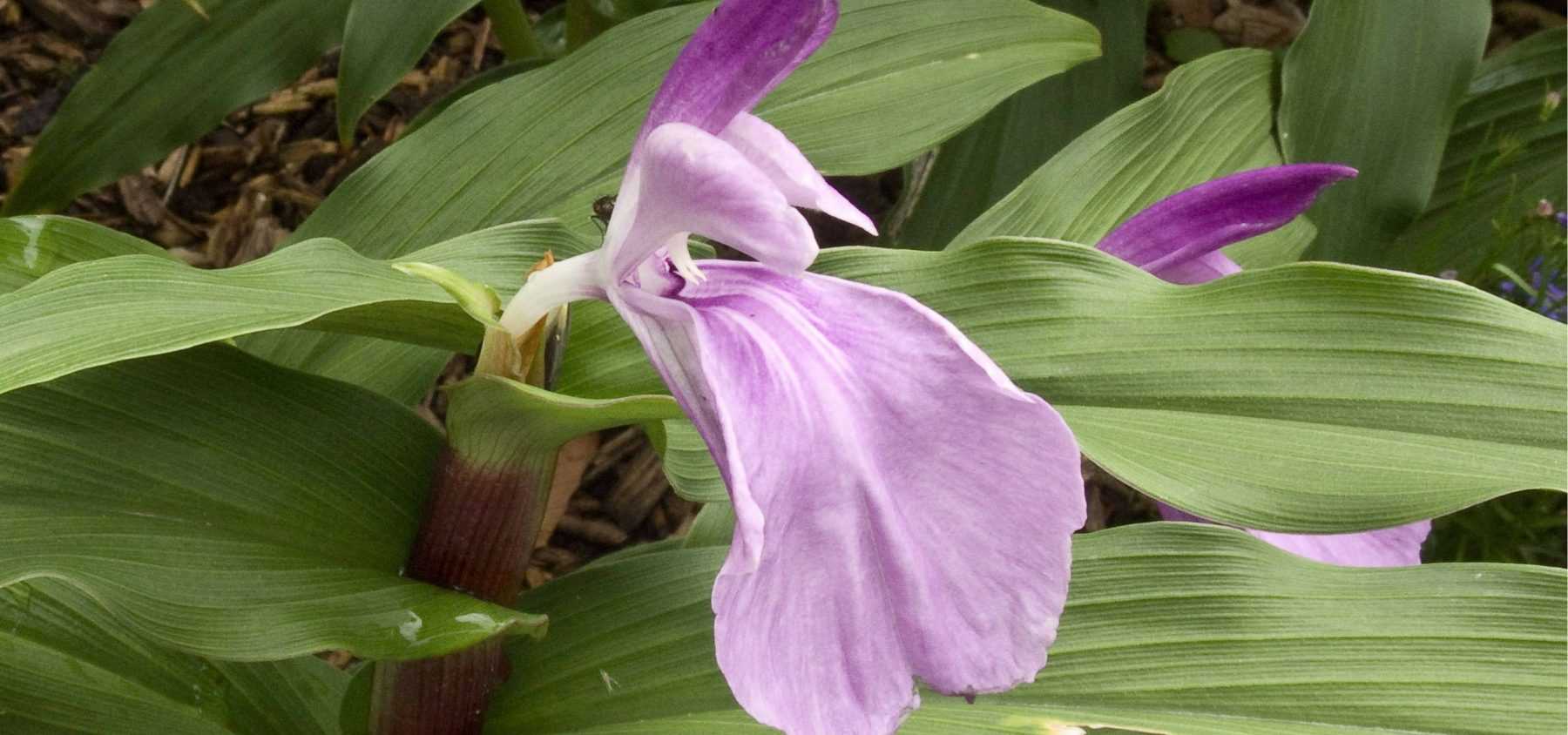 Planter des Roscoea