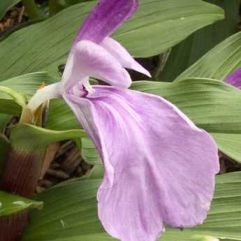 Planter des Roscoea