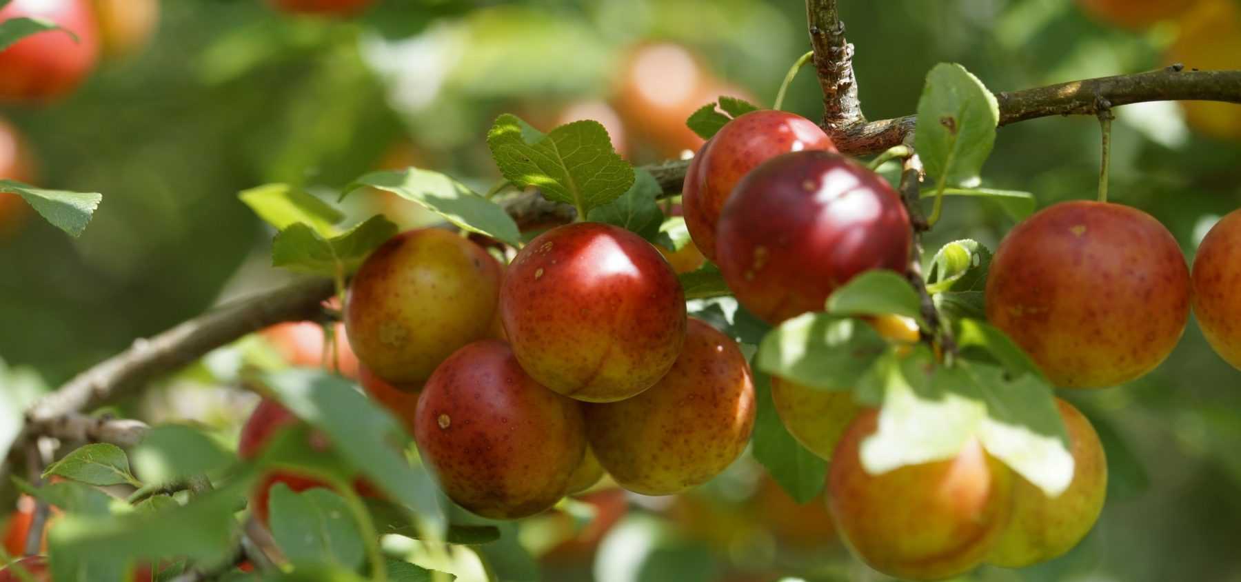 Comment planter un arbre fruitier ?